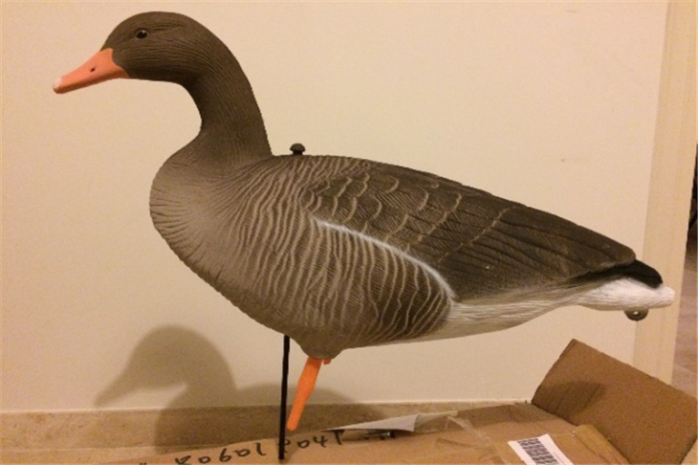 Wholesale wild plastic greylag goose decoy for Hunting | China super